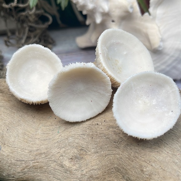 4 REAL White “Cap” Mushroom  Corals LOT Nautical Coastal Collecting aquarium - Picture 6 of 17
